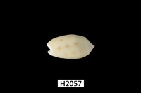 藏品(棋盤榧螺)的圖片